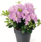 Rhododendron im Angebot bei Wreesmann in Dresden Rhododendron Angebote bei Wreesmann Dresden für 9,99 €