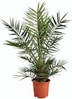 Palmier de jardin en promo chez Lidl Avignon à 13,99 €