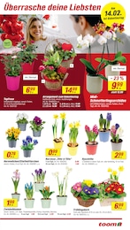 Zimmerpflanzen Angebot im aktuellen toom Baumarkt Prospekt auf Seite 3