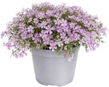 Aktuelles Staude Angebot bei Penny in Bremen ab 3,79 €