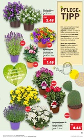 Lavendel im Kaufland Prospekt in Salzgitter Aktueller Kaufland Prospekt mit Lavendel, "Aktuelle Angebote", Seite 19