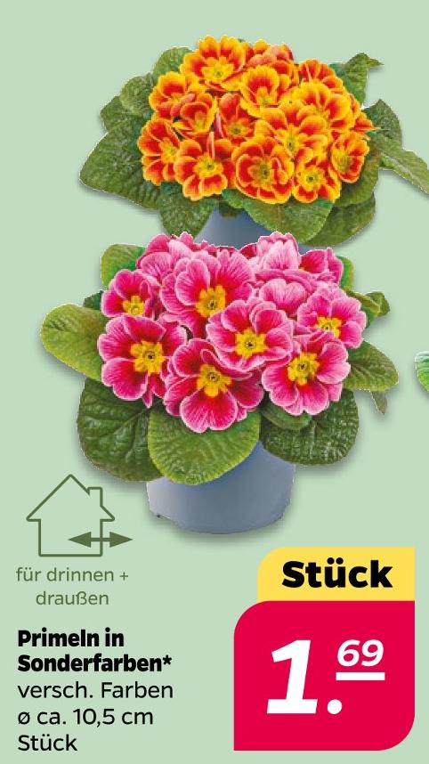 Primeln in Sonderfarben