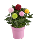 Chrysanthème 'Flowerpops' en promo chez Lidl Mantes-la-Jolie à 6,49 €
