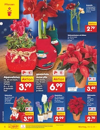 Netto Marken-Discount Blumenzwiebeln im Prospekt 