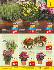 Pflanzen im Netto Marken-Discount Prospekt in Wermelskirchen Aktueller Netto Marken-Discount Prospekt mit Pflanzen, "Aktuelle Angebote", Seite 7