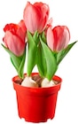 Tulpen Angebote bei Penny Neustadt für 2,49 €