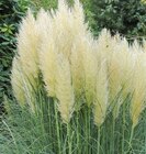 Pampasgras von FloraSelf im aktuellen Hornbach Prospekt für 9,99 €