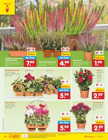Blumentopf im Netto Marken-Discount Prospekt "Aktuelle Angebote" mit 63 Seiten (Karlsruhe)
