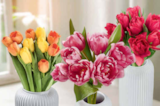 Tulpen Harlekin Angebote bei Netto Marken-Discount Jena für 3,69 €