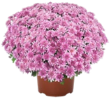 Chrysantheme bei Kaufland im Bocholt Prospekt für 3,99 €