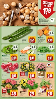 Pflanzen im REWE Prospekt "Dein Markt" mit 16 Seiten (Frankfurt (Main))