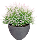 Aktuelles Salix-Busch Harlekin-Weide Angebot bei Thomas Philipps in Bergisch Gladbach ab 4,44 €