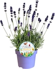Zauberglöckchen oder Lavendel Angebote bei REWE Darmstadt für 2,29 €