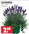 Lavendel im Angebot bei Wreesmann in Cuxhaven Lavendel Angebote bei Wreesmann Cuxhaven für 2,49 €