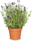 Lavendel  im aktuellen Netto Marken-Discount Prospekt für 2,29 €