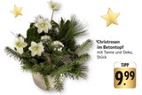 Christrosen im Betontopf Angebote bei EDEKA Bietigheim-Bissingen für 9,99 €