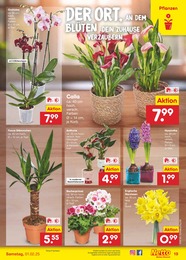 Netto Marken-Discount Orchidee im Prospekt 