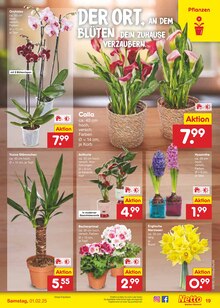 Orchidee im Netto Marken-Discount Prospekt "Aktuelle Angebote" mit 56 Seiten (München)