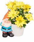 Chrysanthemen im Angebot bei Netto Marken-Discount in Schwerin Chrysanthemen Angebote bei Netto Marken-Discount Schwerin für 4,99 €