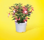 Fuchsia Pot 12 cm dans le catalogue Netto