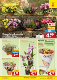 Netto Marken-Discount Pflanzen im Prospekt Netto Marken-Discount Pflanzen im Prospekt