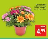 Aktuelle Chrysantheme Angebote bei Marktkauf in Leipzig Aktuelles Chrysantheme 'Indian Summer' Angebot bei Marktkauf in Leipzig ab 4,99 €