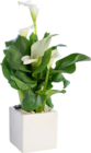 Botanic Orléans - Promo Calla + Cache-pot en céramique Promo Calla + Cache-pot en céramique à 12,99 € dans le catalogue Botanic à Orléans