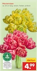 Aktuelle Tulpen Angebote bei Netto Marken-Discount in Erfurt Aktuelles Päonientulpen Angebot bei Netto Marken-Discount in Erfurt ab 4,99 €