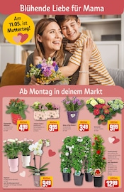 Ähnliche Obstbaum Angebote im Prospekt "Dein Markt" von REWE in Mönchengladbach Ähnliche Angebote wie Obstbaum im Prospekt "Dein Markt" auf Seite 6 von REWE in Mönchengladbach