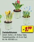 Zwiebelblumen Angebote bei toom Baumarkt Kaiserslautern für 1,99 €