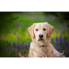 Terrine pour chiens - CARREFOUR COMPANINO VITALIVE dans le catalogue Carrefour