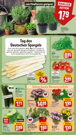 Ähnliche Angebote wie Chrysantheme im Prospekt "Dein Markt" auf Seite 7 von REWE in Köln