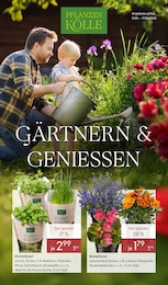 Tagetes im Pflanzen Kölle Prospekt "GÄRTNERN & GENIESSEN" auf Seite 1