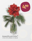 Amaryllis mit Grün Angebote bei tegut Jena für 4,99 €