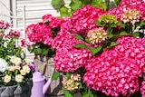 Hortensie Angebot in Oberdorla Hortensie im aktuellen Prospekt bei PROFI Wesch in Oberdorla