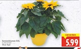 E center Berlin - Sonnenblumen XXL Angebot im Prospekt Sonnenblumen XXL bei E center im Berlin Prospekt für 5,99 €