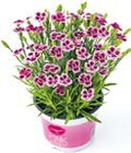 Prinzess-Nelke Dianthus 'Pink Kisses' im Hellweg Prospekt Prinzess-Nelke Dianthus 'Pink Kisses' im aktuellen Hellweg Prospekt für 3,79 €