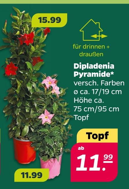 Dipladenia Pyramide