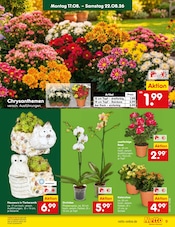 Ähnliche Stiefmütterchen Angebote im Prospekt "Aktuelle Angebote" von Netto Marken-Discount in Kempen Ähnliche Angebote wie Stiefmütterchen im Prospekt "Aktuelle Angebote" auf Seite 11 von Netto Marken-Discount in Kempen
