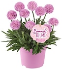 Bommelblume bei REWE im Soest Prospekt für 3,33 €