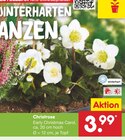 Christrose Angebote bei Netto Marken-Discount Stralsund für 3,99 €