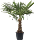 Hanfpalme (Trachycarpus fortunei) Angebote bei Globus-Baumarkt Löhne für 129,99 €