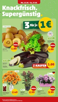 Pflanzen im aktuellen Penny Prospekt (Braunschweig) Pflanzen im Penny Prospekt "Wer günstig will, muss Penny." mit 38 Seiten (Braunschweig)