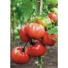 Plants de tomates en promo chez Carrefour Avignon à 3,75 €