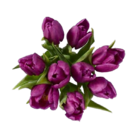 Aktuelles Tulpen Angebot bei Lidl in Lübeck ab 2,49 €