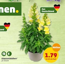 Pflanzen im aktuellen Penny-Markt Prospekt für 1.79€