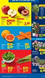 Grünpflanzen im Lidl Prospekt Grünpflanzen im Lidl Prospekt LIDL LOHNT SICH auf S. 5