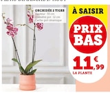 Orchidée 2 tiges dans le catalogue Hyper U