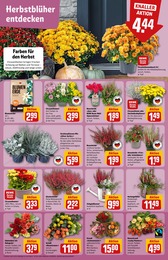 Blumenstrauß Angebot im aktuellen REWE Prospekt auf Seite 7