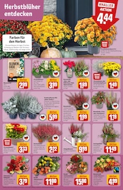 Blumen Angebote im Prospekt "Dein Markt" von REWE Blumen Angebote im Prospekt "Dein Markt" von REWE auf Seite 7